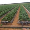 草莓滴灌 滴灌厂家 滴灌产品供应 莱芜宏苗滴灌喷灌制品厂